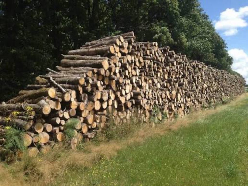 Vente de bûches et grumes à Mont-Saint-Aignan
