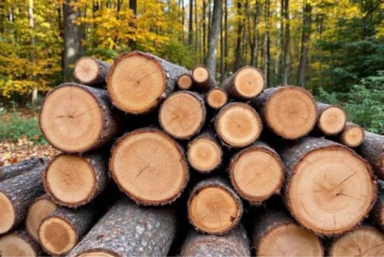 Vente de bois chauffage à Pavilly